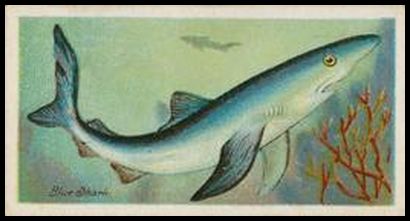 03PFW Blue Shark.jpg